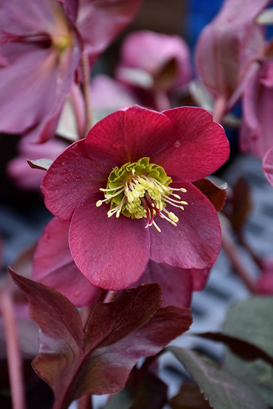 Ruckus absorberende Udtømning Anna's Red Hellebore (Helleborus 'Anna's Red') in Bourbonnais Tinley Park  Orland Park Homer Glen Illinois IL at Woldhuis Farms Sunrise Greenhouses