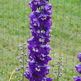 Plant Photo 6