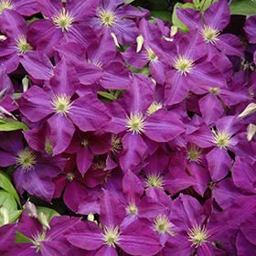 Plant Photo 9