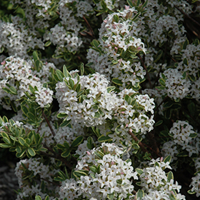 Plant Photo 2