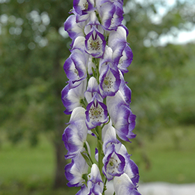 Plant Photo 10