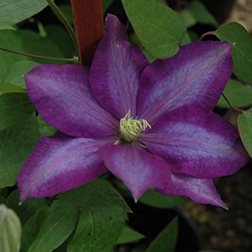 Plant Photo 3