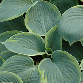 Plant Photo 6