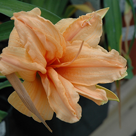 Plant Photo 2