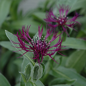 Plant Photo 2