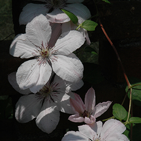 Plant Photo 9