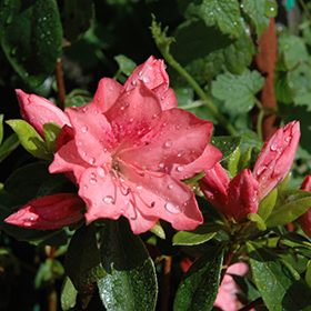 Plant Photo 3