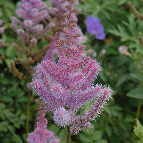 Plant Photo 8