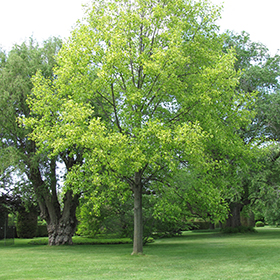 Plant Photo 8