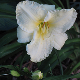 Plant Photo 9