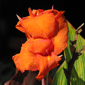 Plant Photo 2
