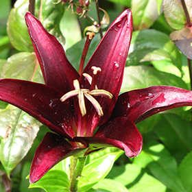 Plant Photo 9