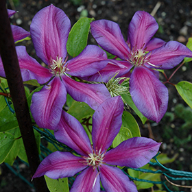Plant Photo 3