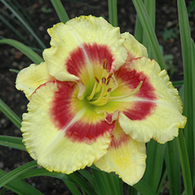 Plant Photo 4