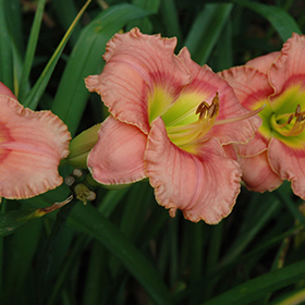 Plant Photo 2
