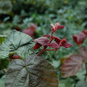 Plant Photo 3