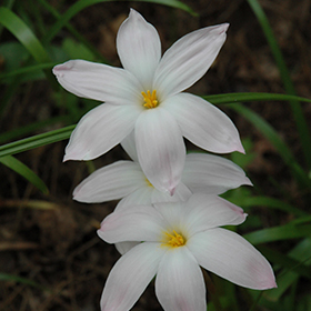 Plant Photo 7