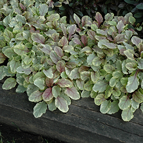 Plant Photo 7