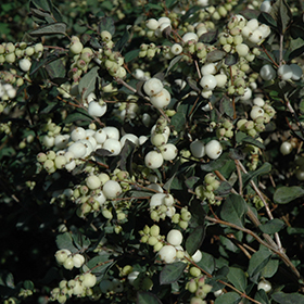 Plant Photo 10