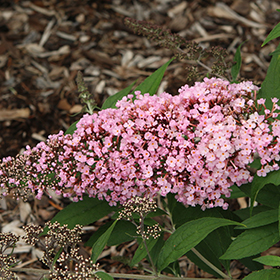 Plant Photo 1