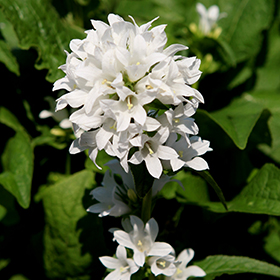 Plant Photo 1