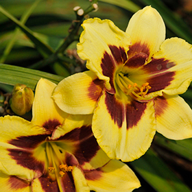 Plant Photo 3
