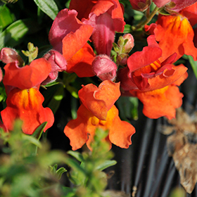 Plant Photo 4