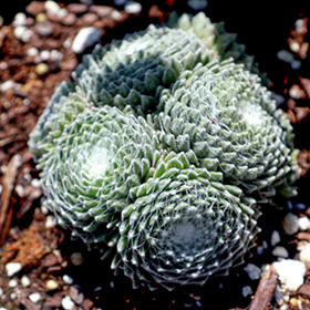 Plant Photo 10
