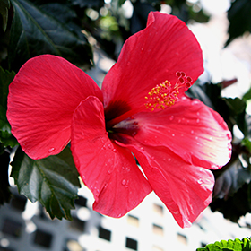 Plant Photo 2