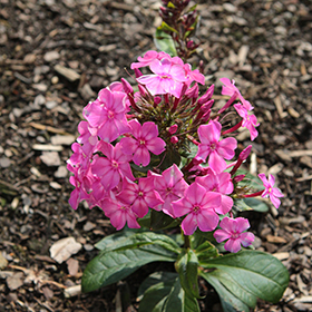 Plant Photo 7