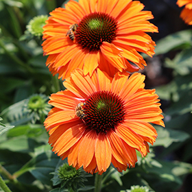Plant Photo 4