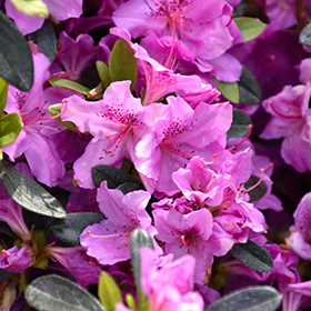 Plant Photo 8