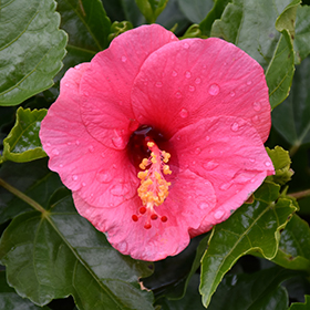 Plant Photo 3