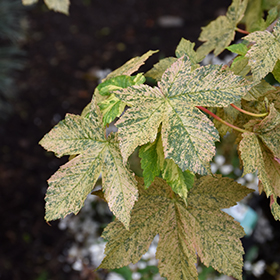 Plant Photo 10