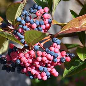 Plant Photo 3