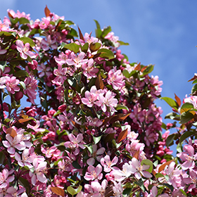 Plant Photo 5