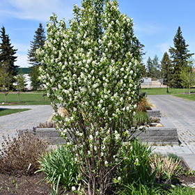 Plant Photo 6