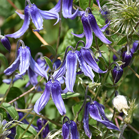 Plant Photo 1