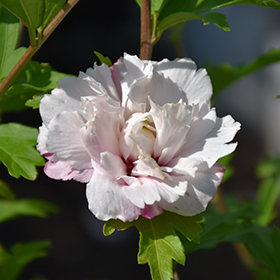 Plant Photo 10