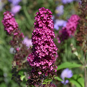 Plant Photo 7