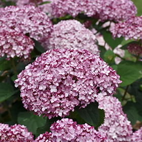 Plant Photo 5