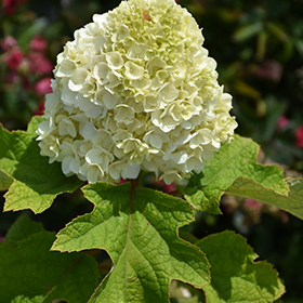 Plant Photo 8