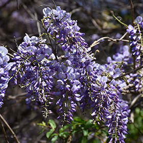 Plant Photo 8