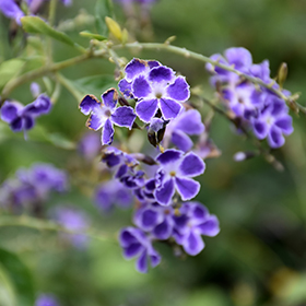 Plant Photo 2