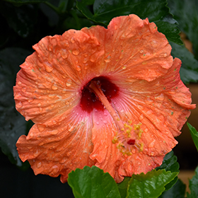 Plant Photo 10