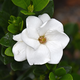 Plant Photo 3