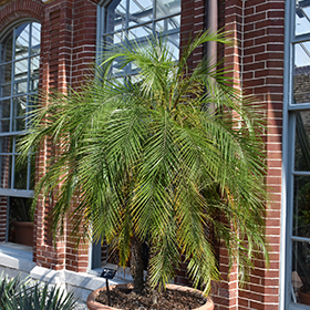 Plant Photo 5