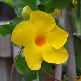 Plant Photo 9