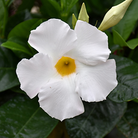 Plant Photo 8