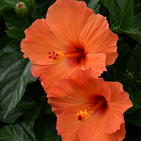 Plant Photo 1